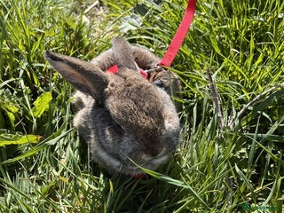 Netherland Dwarf rabbits - Advert 5