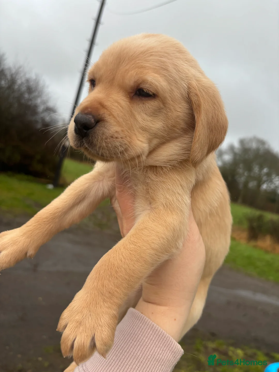 Labrador Retriever dogs for sale: Lovely litter of KC registered working labradors - Advert 4