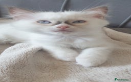Ragdoll cats for sale: Beautiful GCCF lilac and Cream Point kittens - Image 22