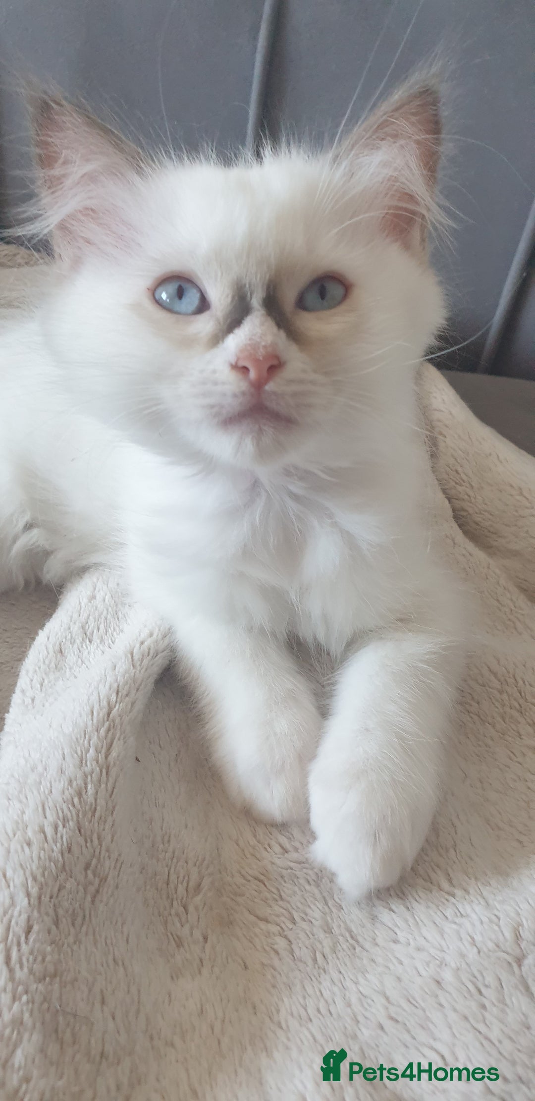 Ragdoll cats for sale: Beautiful GCCF lilac and Cream Point kittens - Image 22