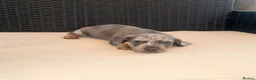Miniature Dachshund dogs for sale: Miniature Dachshund Puppies - Advert 8