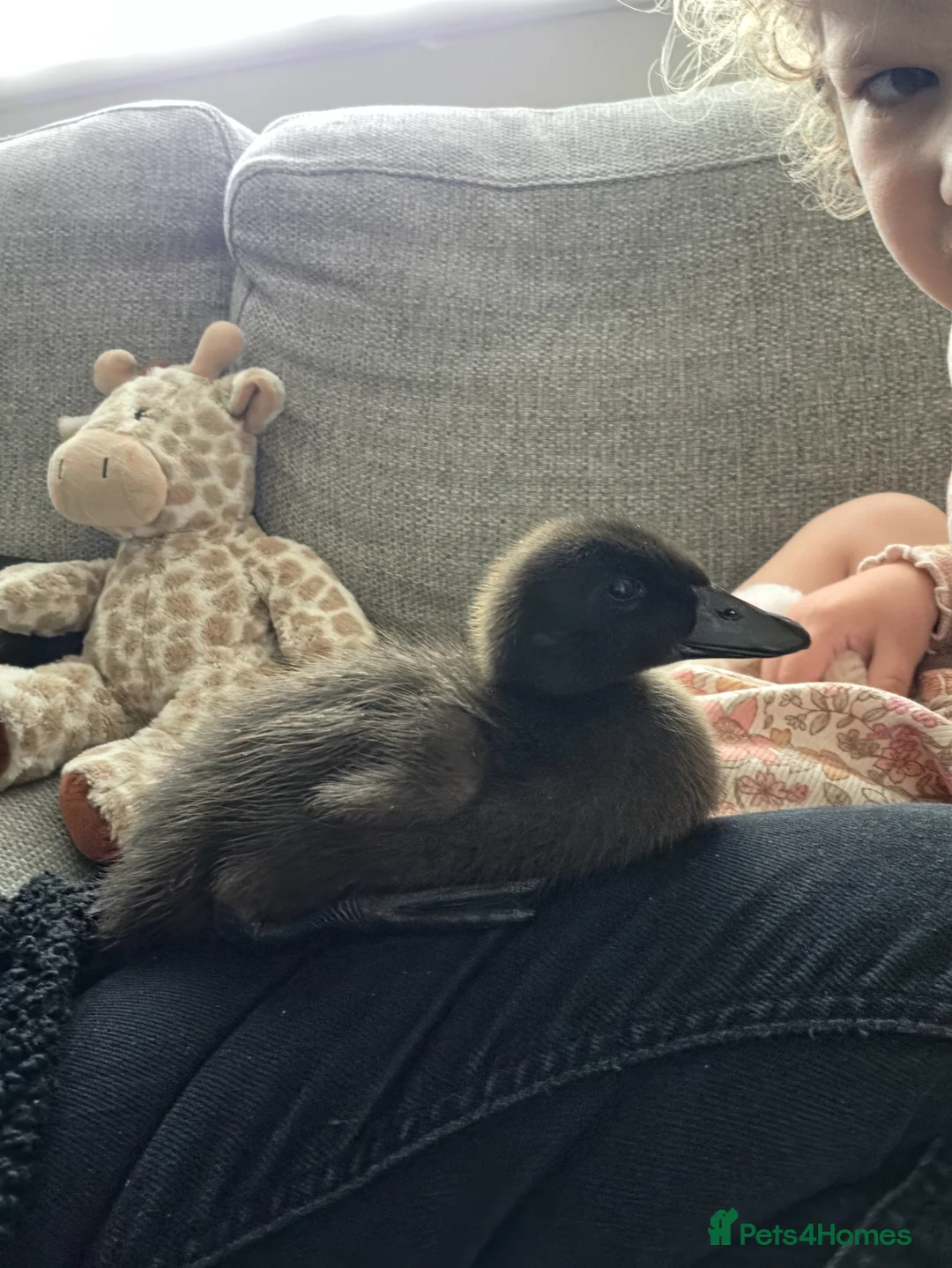 Ducks poultry for sale: Black east indie call ducklings in Hailsham - Advert 1