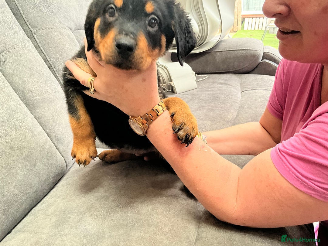 Rottweiler dogs for sale: ROTTWIELER puppies - Image 5