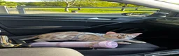 Bengal cats for sale: Stunning Snow Bengal for Sale in Bradford - Advert 4