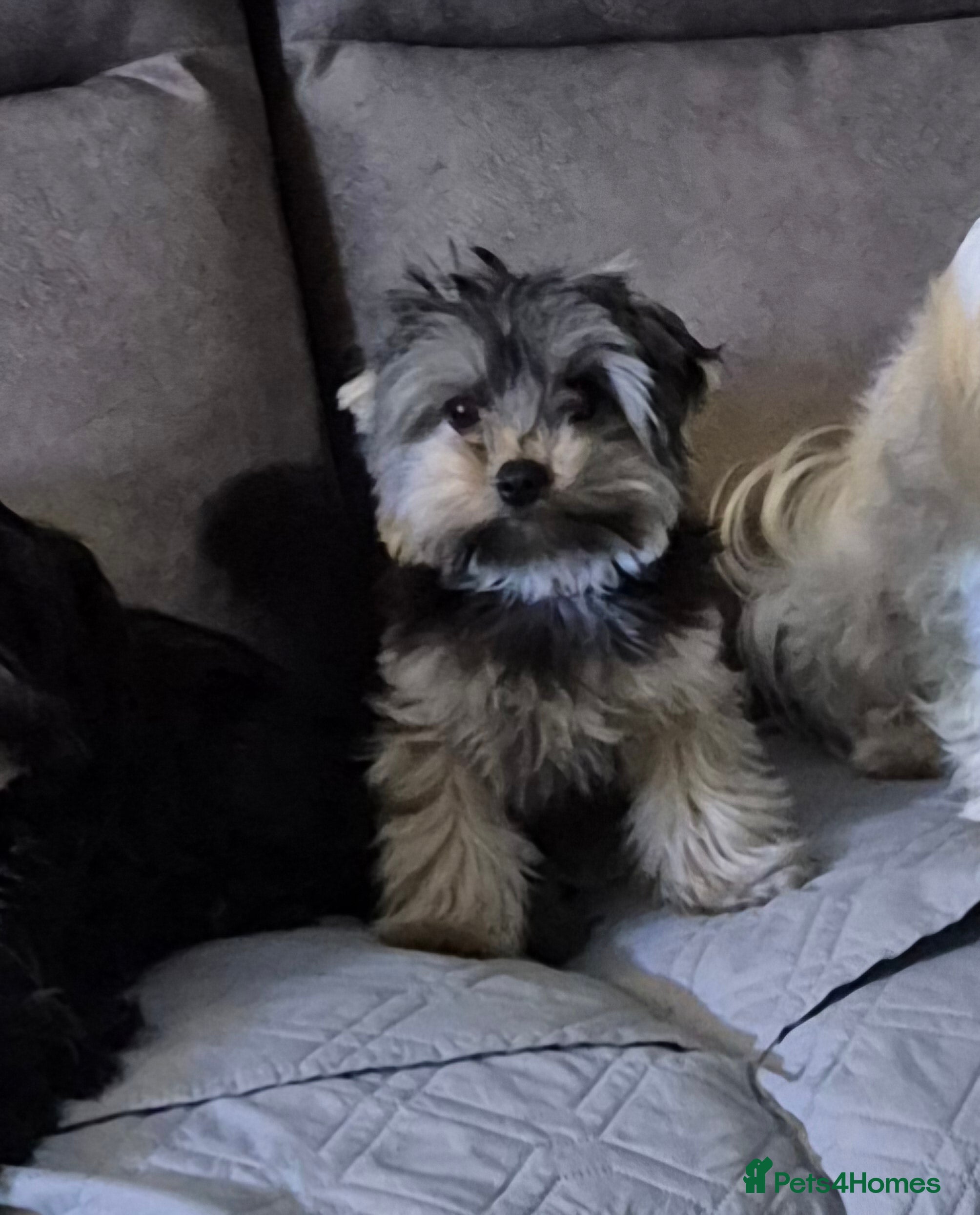 Yorkshire Terrier dogs Yorkshire terrier  - Advert 1