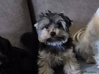 Yorkshire Terrier dogs Yorkshire terrier - Advert 1