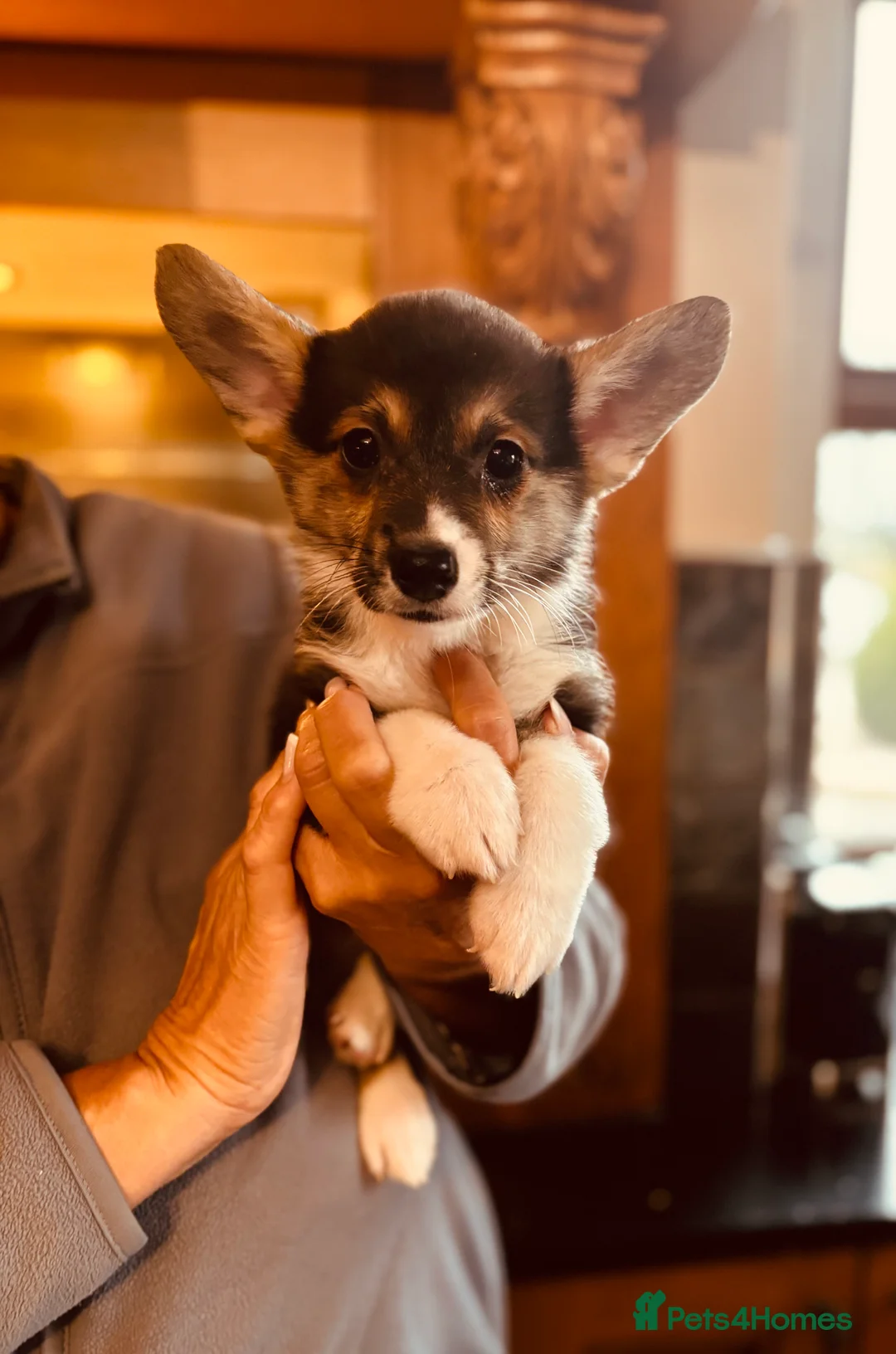 Welsh Corgi Pembroke dogs for sale: KC litter, health tested parents, licensed breeder - Advert 7