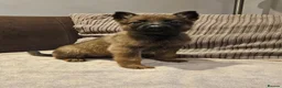 Mixed Breed dogs for sale: German Shepherd x Belgian Malinois - Advert 13