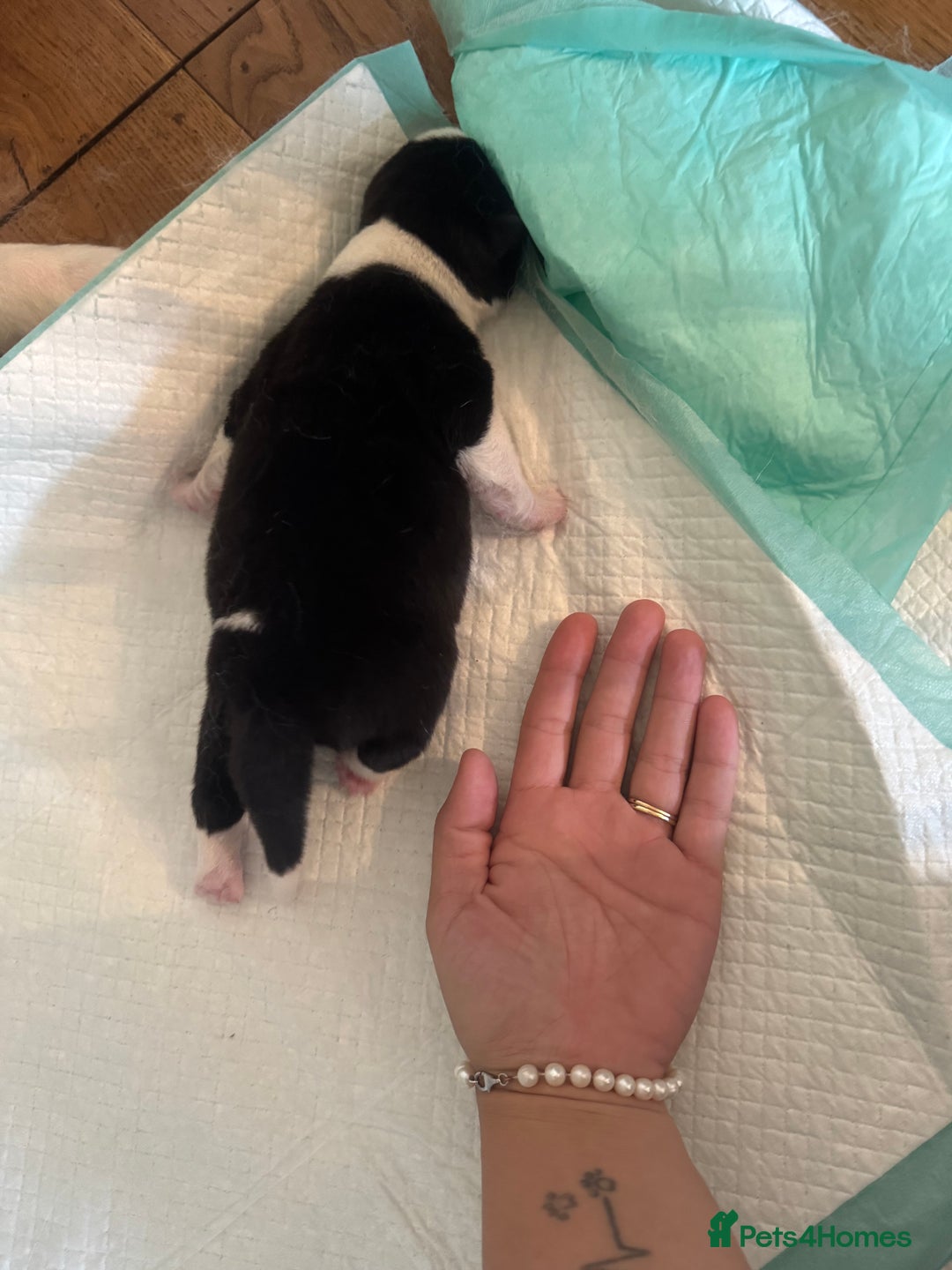 Akita dogs for sale: 2 Akita puppies 1 female 1 male  - Image 9