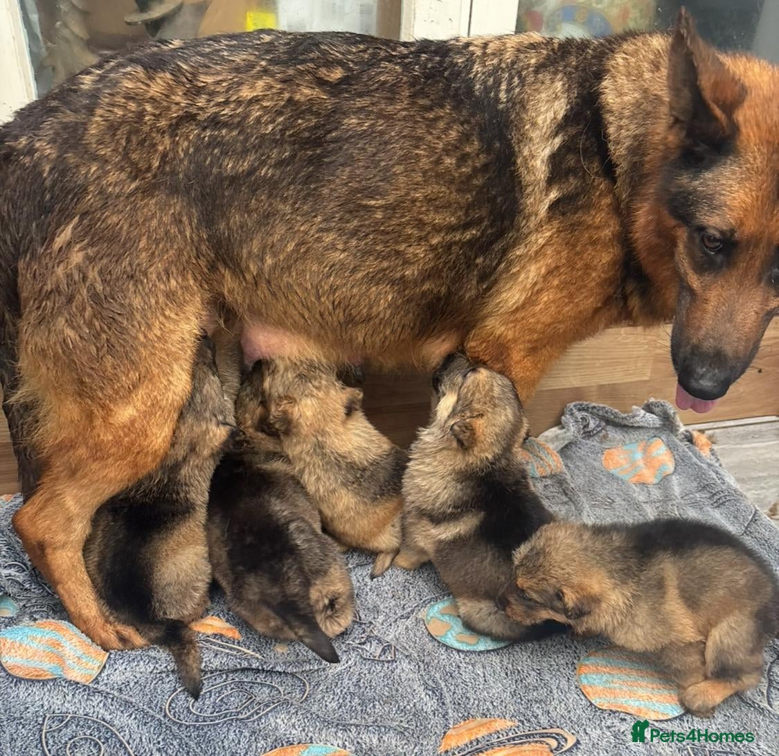 Mixed Breed dogs GERMAN SHEPHERD X ALASKAN MALAMUTE PUPPIES - Advert 2
