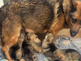 Mixed Breed dogs GERMAN SHEPHERD X ALASKAN MALAMUTE PUPPIES - Advert 2