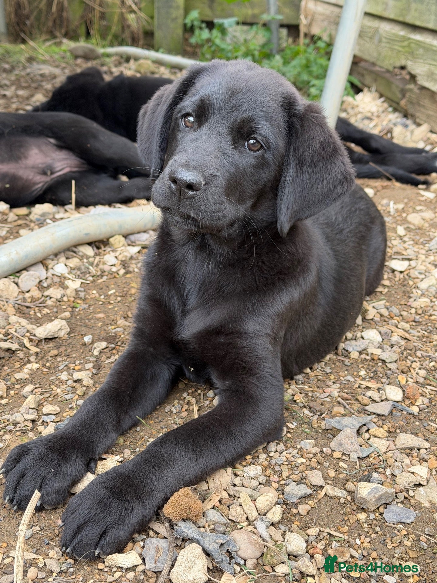 Mixed Breed dogs Gorgeous chunky Labernese pups   - Advert 2