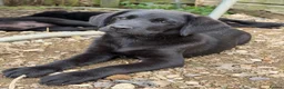 Mixed Breed dogs for sale: Gorgeous chunky Labernese pups   - Advert 9