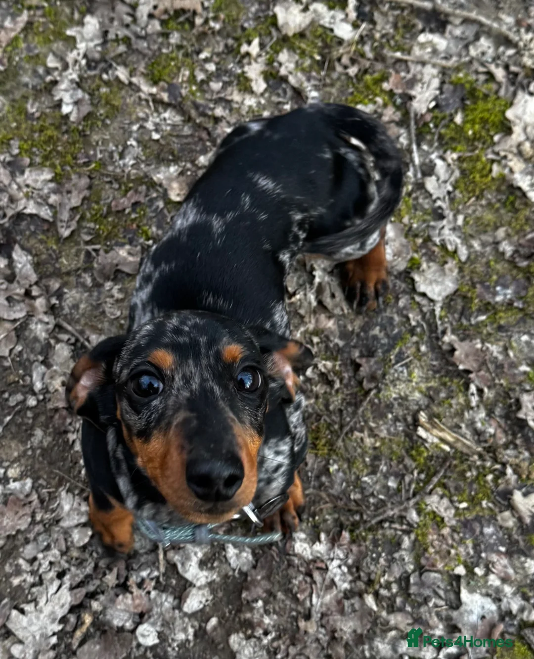 Dachshund dogs for sale: Gorgeous very small miniature dachshund  - Advert 3