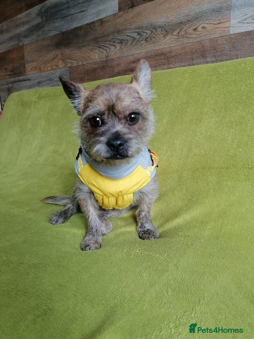 Mixed Breed dogs for adoption: 💙RONNIE Big Personality In Tiny Wrap Chorkie X - Advert 2