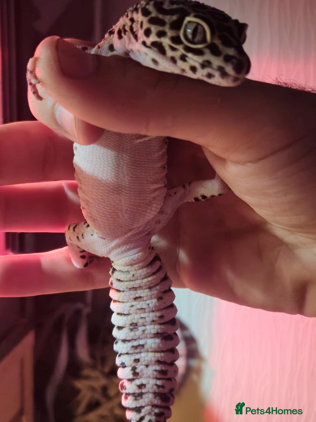 Leopard Gecko reptiles for sale: Leopard Gecko  - Advert 5