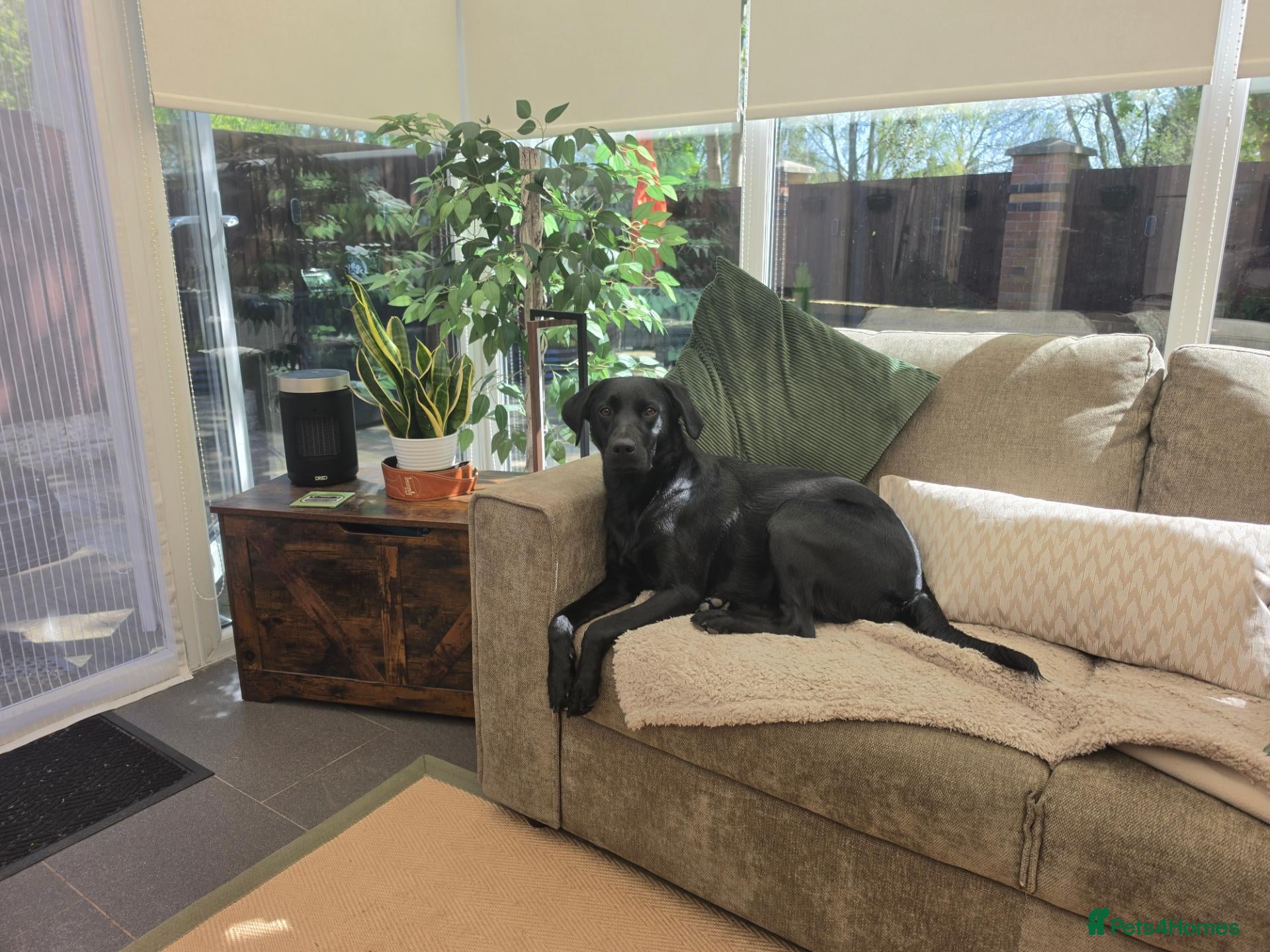 Labrador Retriever dogs Willow - Young Labrador looking for a special home - Advert 1