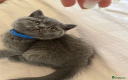 British Shorthair cats for sale: 🐾 British Shorthair Kittens – 8 Weeks Old  - Image 9