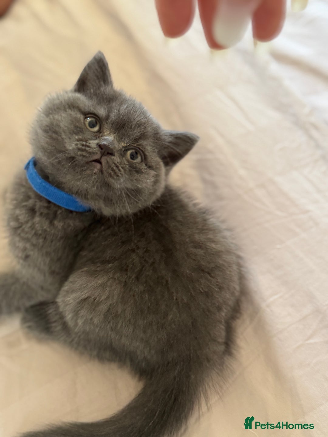 British Shorthair cats for sale: 🐾 British Shorthair Kittens – 8 Weeks Old  - Image 9