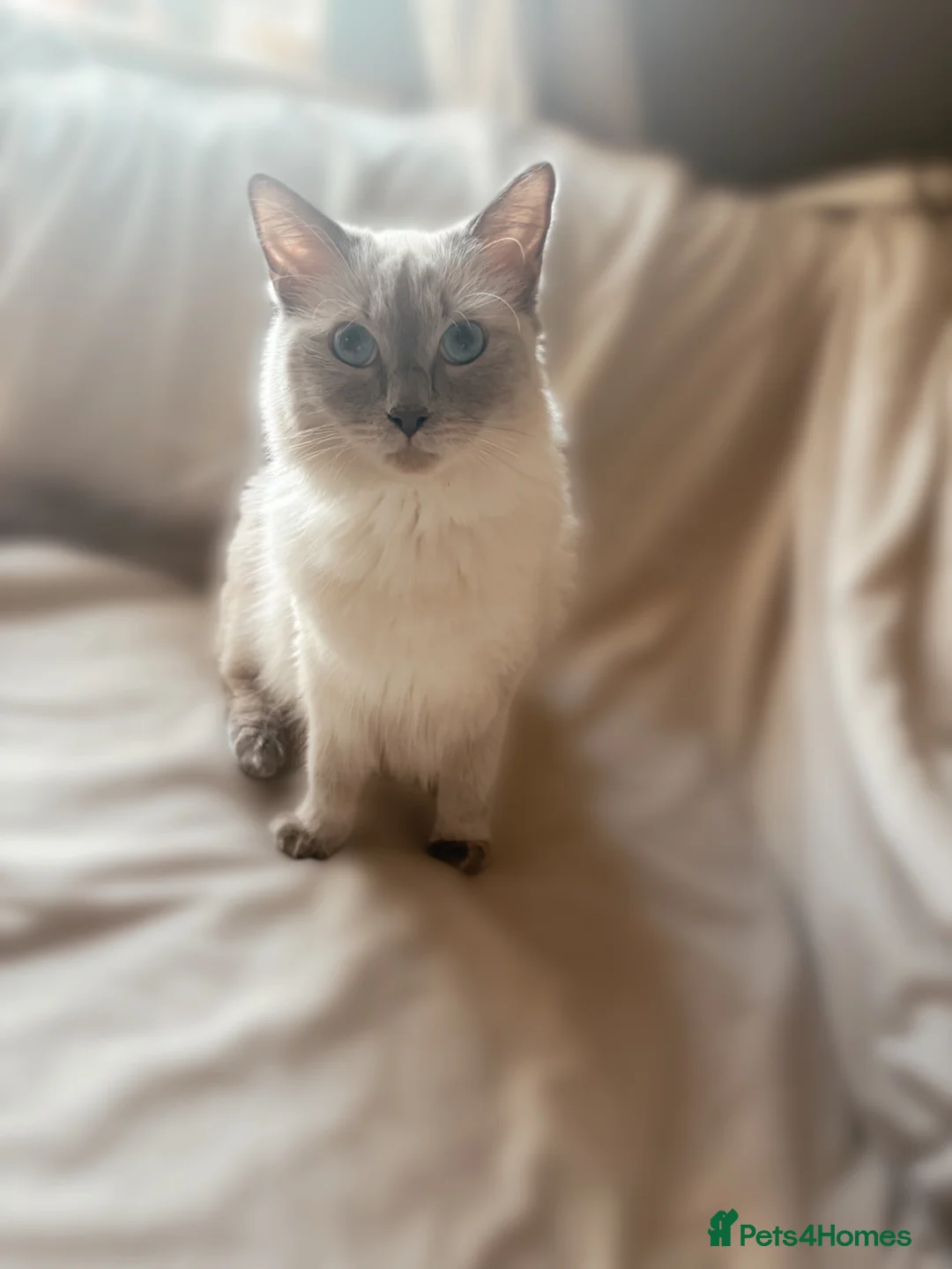 Ragdoll cats for sale: STUNNING PUREBRED RAGDOLL KITTENS in Melksham - Advert 7