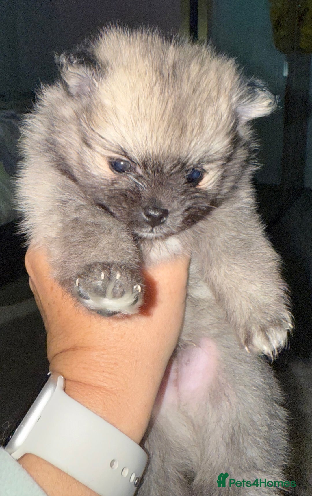 Pomeranian dogs for sale: Pomeranian puppies for sale - Advert 14