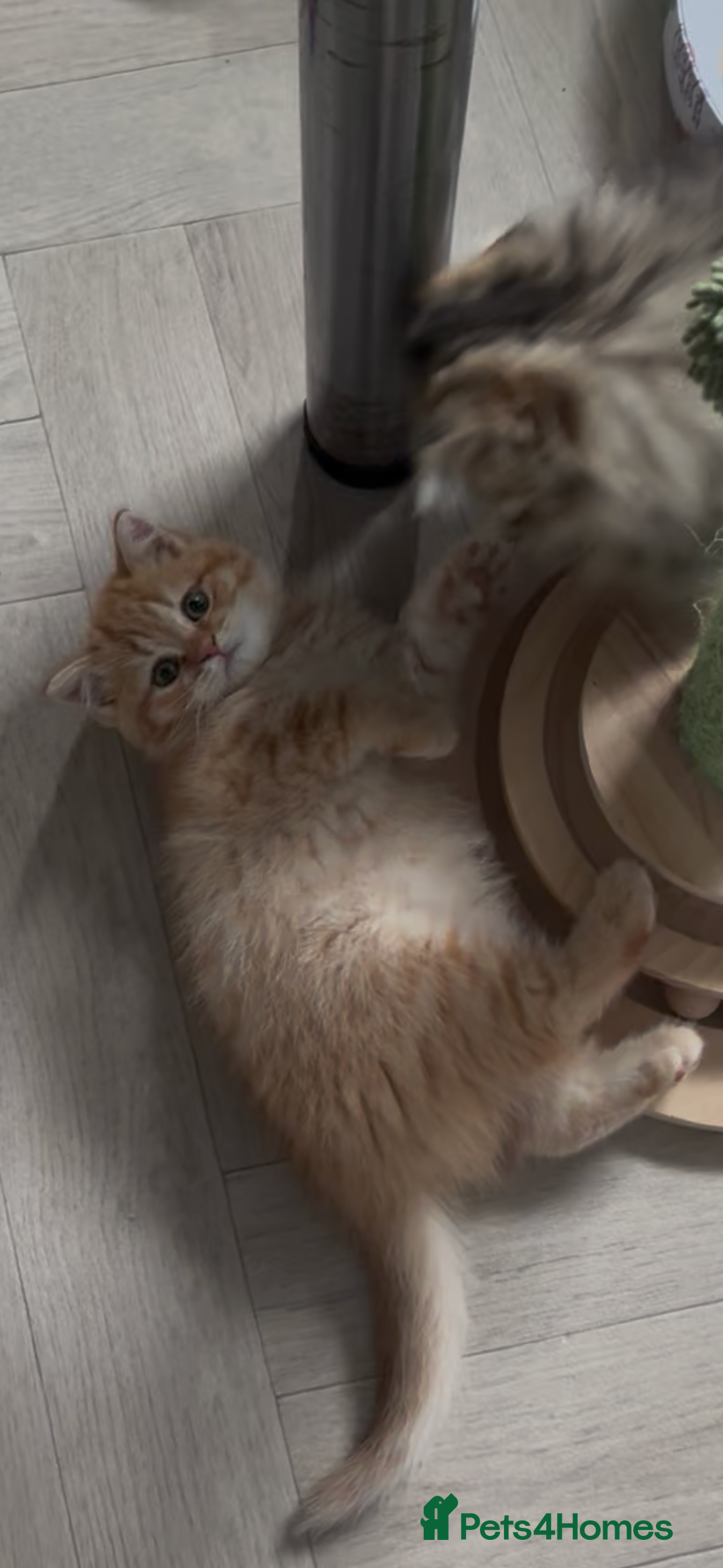 British Shorthair cats for sale: Beautiful rare colour British Shorthair  - Image 5
