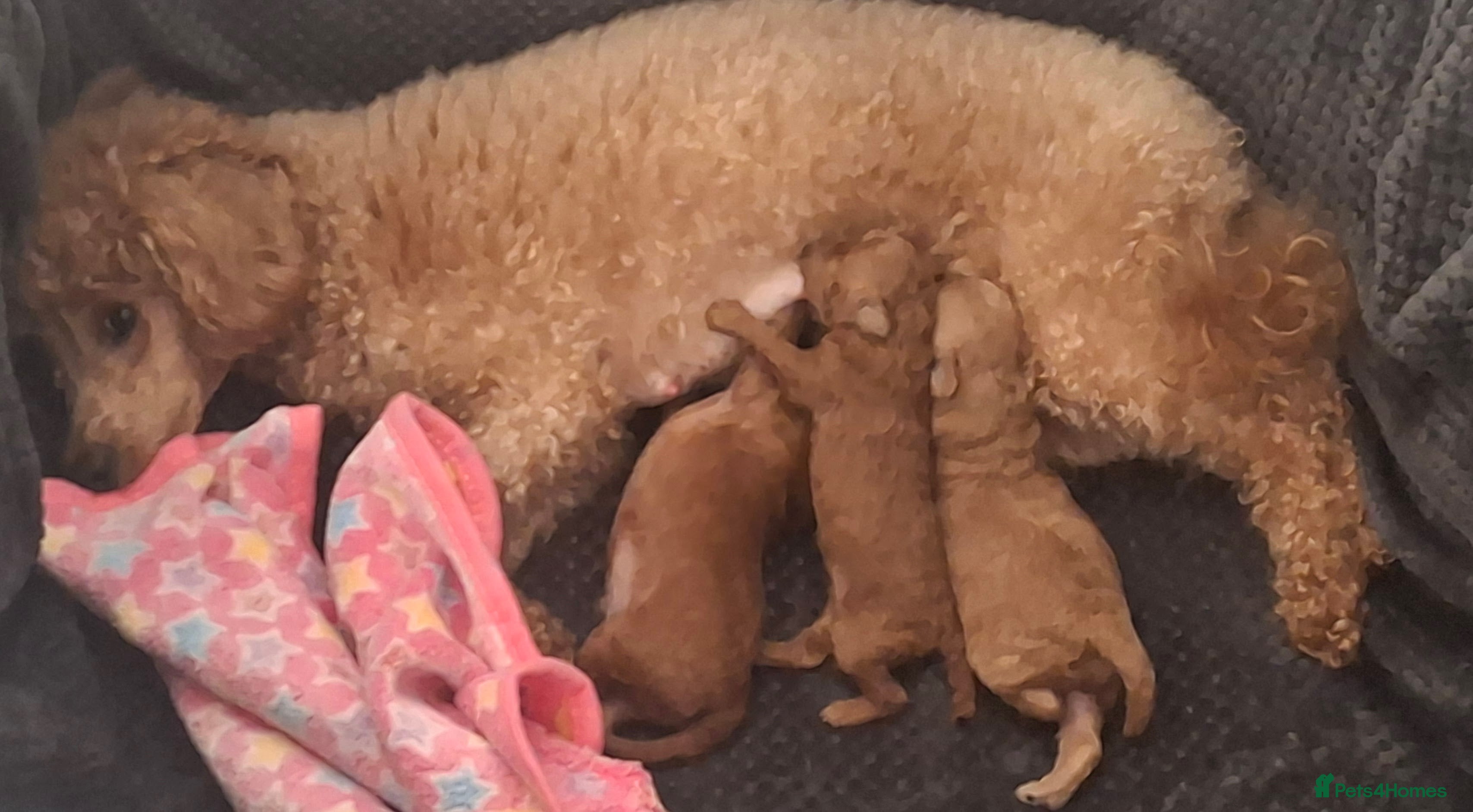 Toy Poodle dogs for sale: Toypoodle puppies  in Leeds - Advert 2