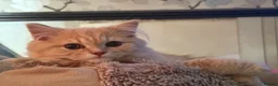 British Longhair cats for sale: Full pedigree GCCF registered British Longhair   - Advert 9