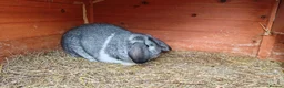 Mini Lop rabbits for sale: Monty - Advert 2