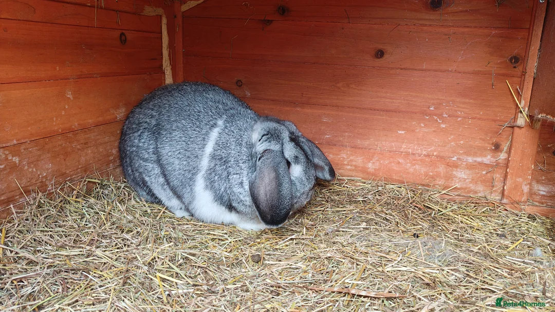 Mini Lop rabbits for sale: Monty - Advert 2