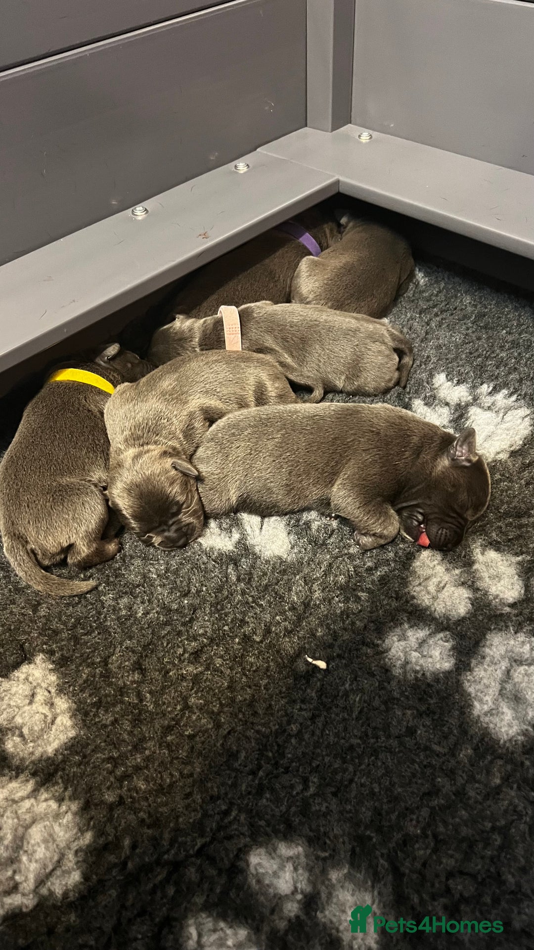 Staffordshire Bull Terrier dogs for sale: Blue Staffordshire Bull Terrier KC Registered  - Advert 17