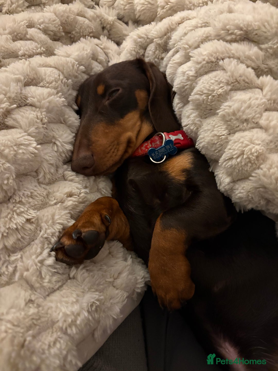 Dachshund dogs for sale: Miniature dachshund 8 months old Male - Advert 1
