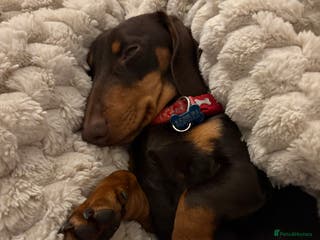Dachshund dogs Miniature dachshund 8 months old Male - Advert 5