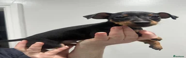 Miniature Pinscher 3