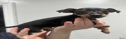 Miniature Pinscher dogs for sale:  Beautiful Purebred Miniature Pinscher Puppies  in Wakefield - Advert 22