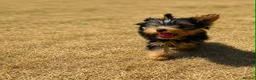 Yorkshire Terrier dogs for sale: SMALL GIRL ONE LEFT - Advert 12