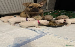 French Bulldog dogs for sale: French bulldog  - Image 15