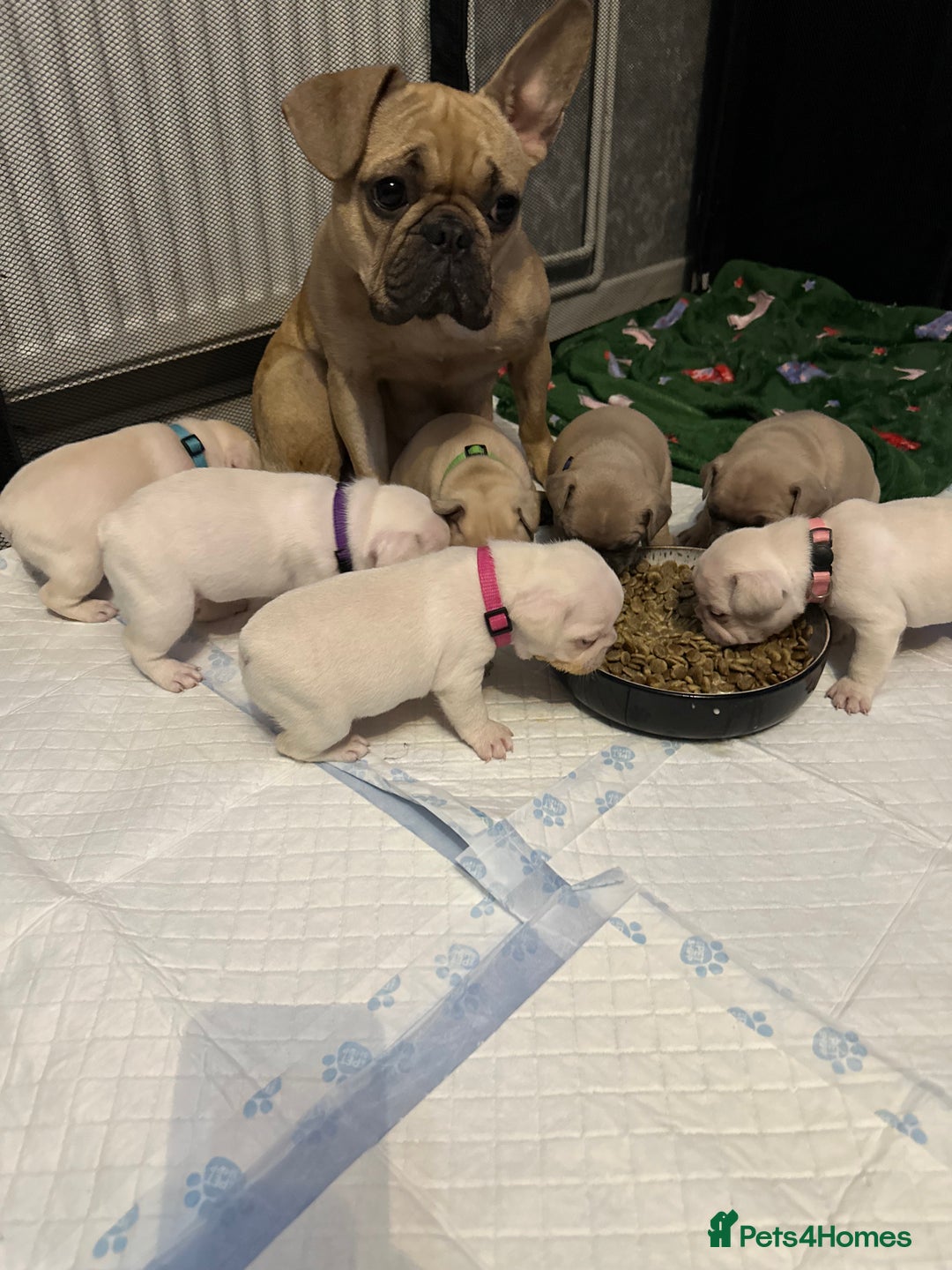 French Bulldog dogs for sale: French bulldog  - Image 15