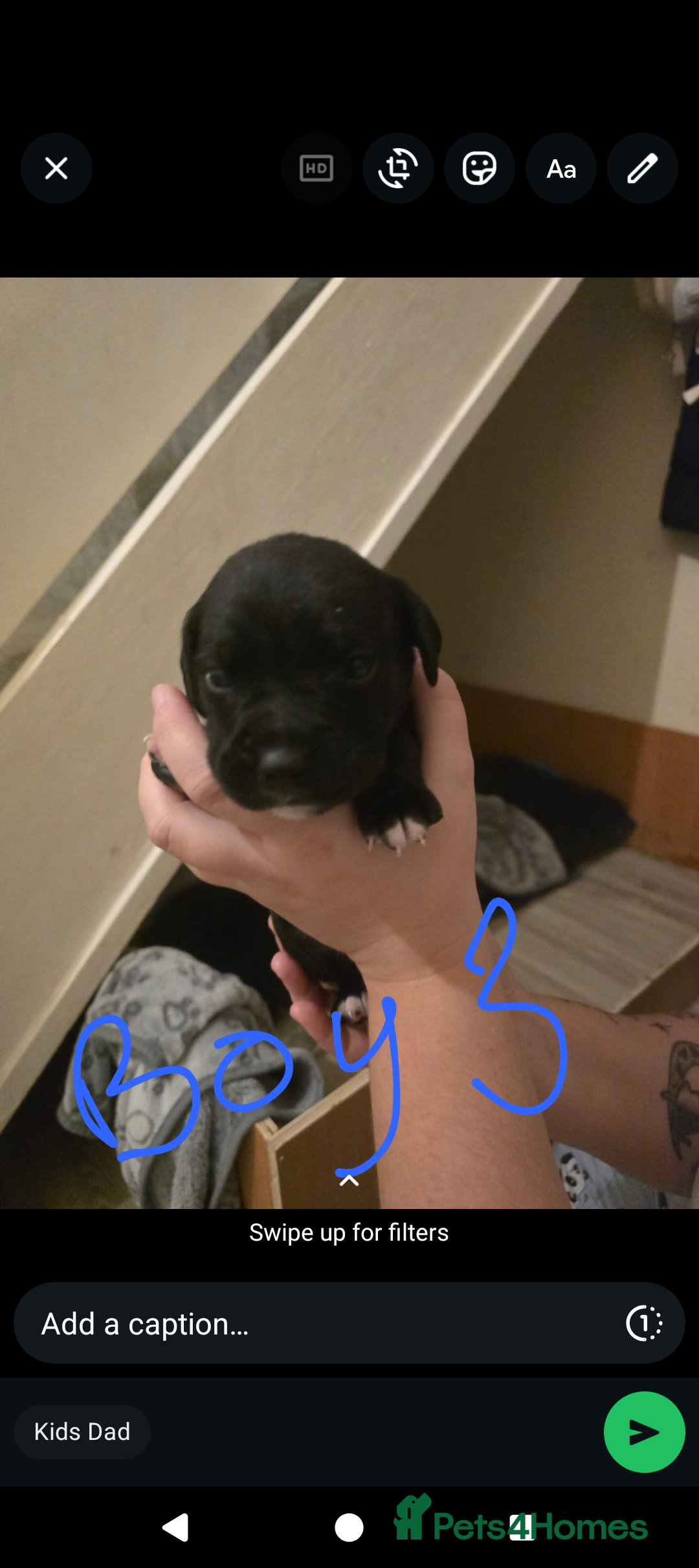 Mixed Breed dogs for sale: Staff cross pups - Image 5