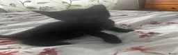 Domestic Shorthair cats for sale: 4 black male kittens - Advert 9