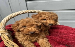 Toy Poodle dogs for sale: Toy poodle puppies looking for their forever home  - Image 4
