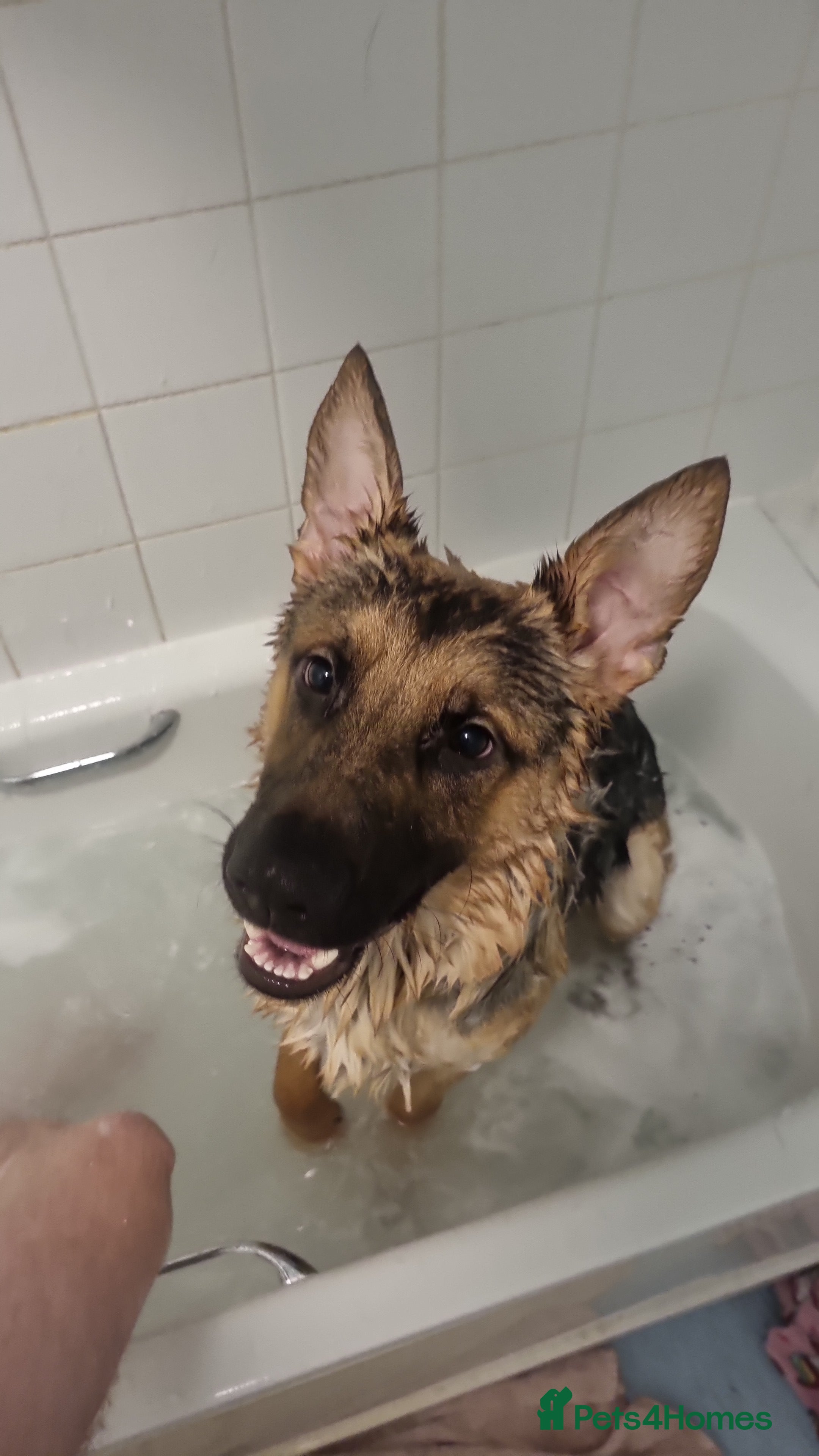 Mixed Breed dogs Soon 1 years old - Advert 18