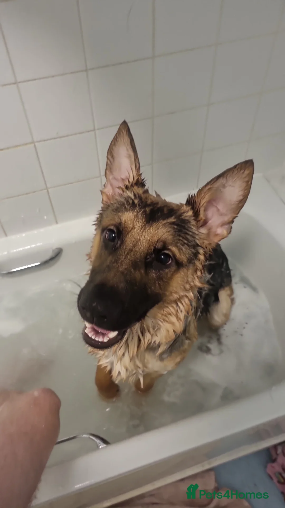 Mixed Breed dogs for sale: 1 year old German shepherd cross - Advert 1