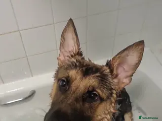 Mixed Breed dogs 1 year old German shepherd cross - Advert 15