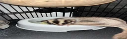 Sugar Glider rodents for sale: 2 female sugar glders in South Ockendon - Advert 5