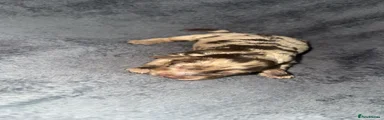 Cockapoo 4