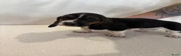 Basset Hound dogs for sale: Bassett hound puppiess - Advert 7