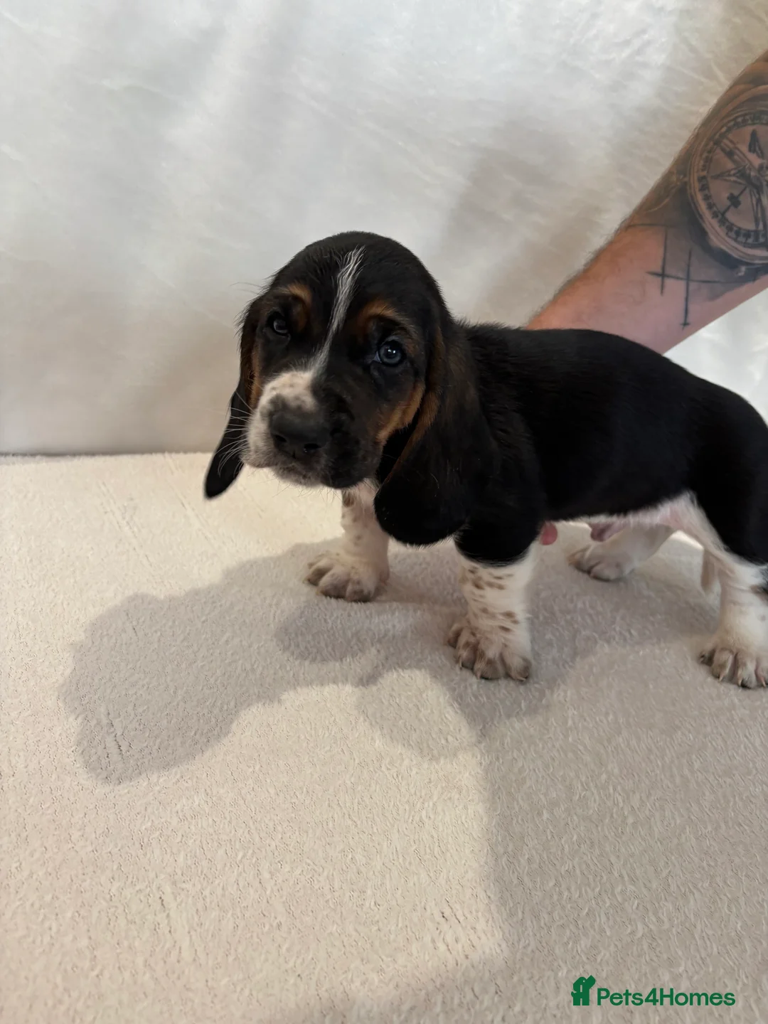 Basset Hound dogs for sale: Bassett hound puppiess - Advert 7