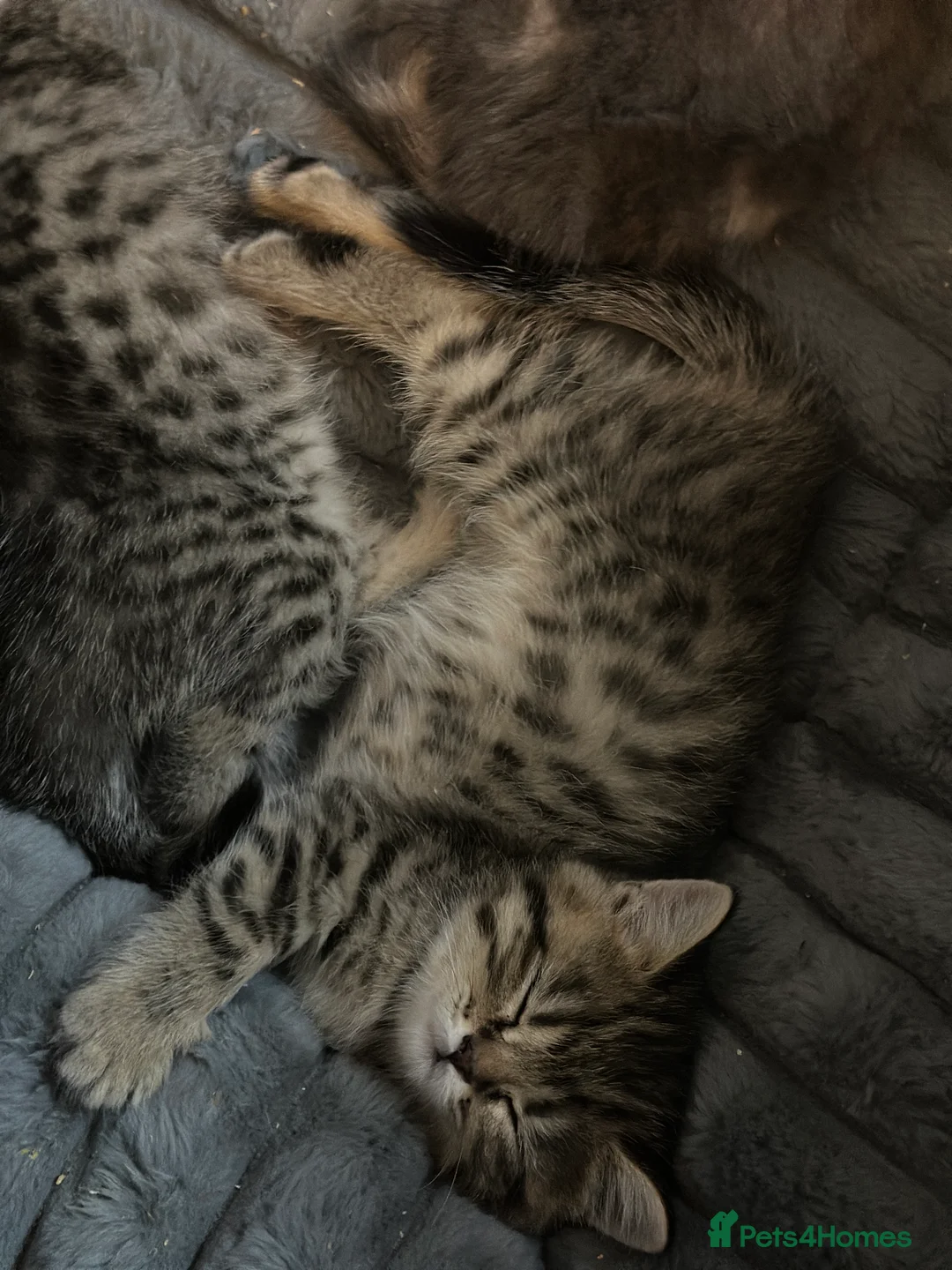 British Shorthair cats for sale: BRITISH SHORTHAIR KITTENS - Advert 2