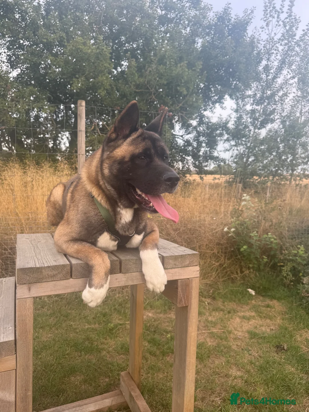 Akita dogs for sale: 🐾 2-Year-Old American Akita – Forever Home Needed - Advert 1
